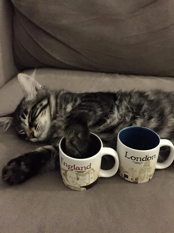 Cosmo Says Thank You for the New Cups