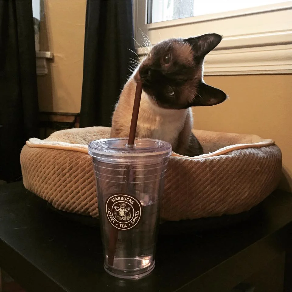 Sia Loves Drinking from her 1912 Pike Place Starbucks Cold Cup!