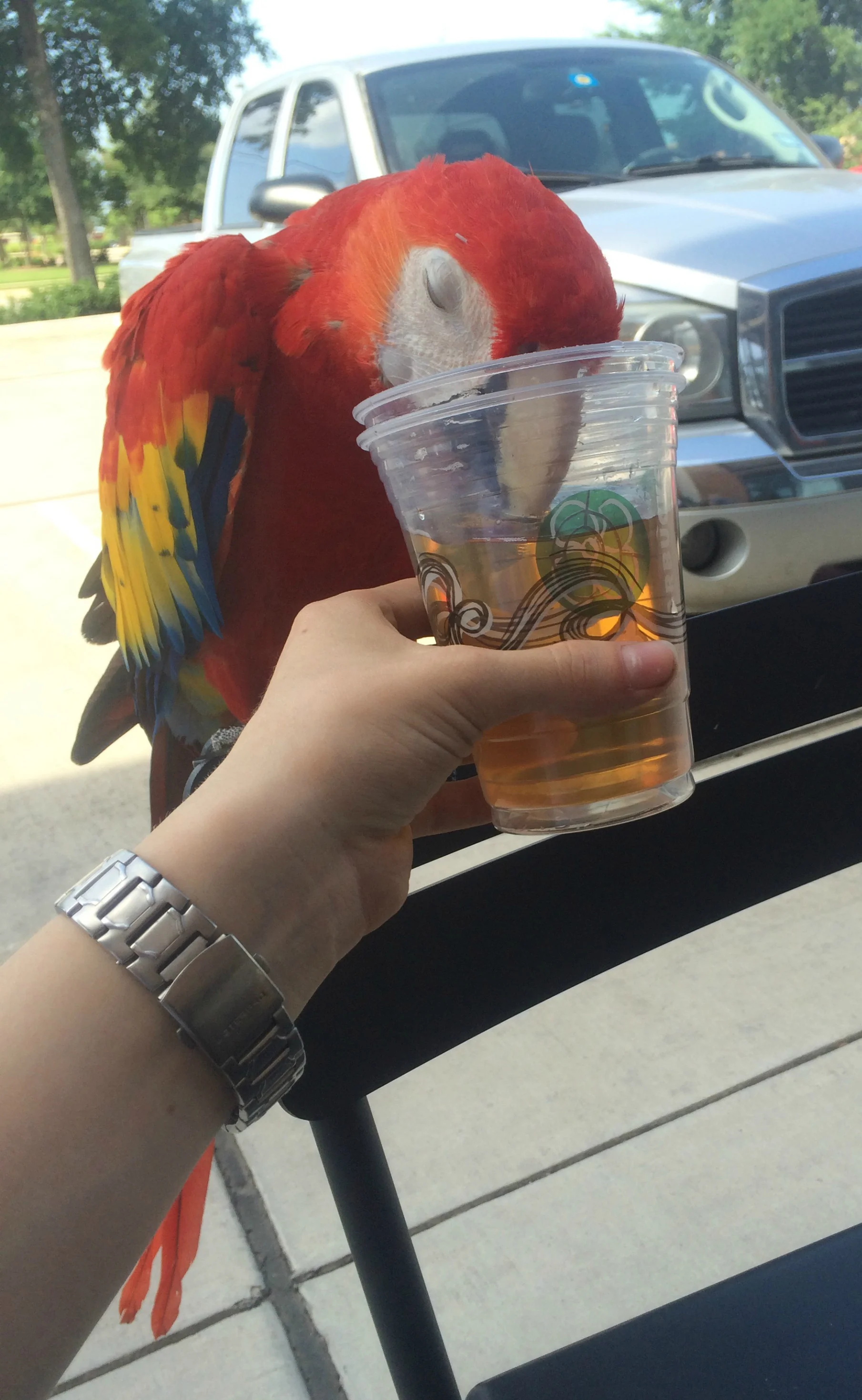 Athena likes a little apple juice from a Starbucks summer cup!