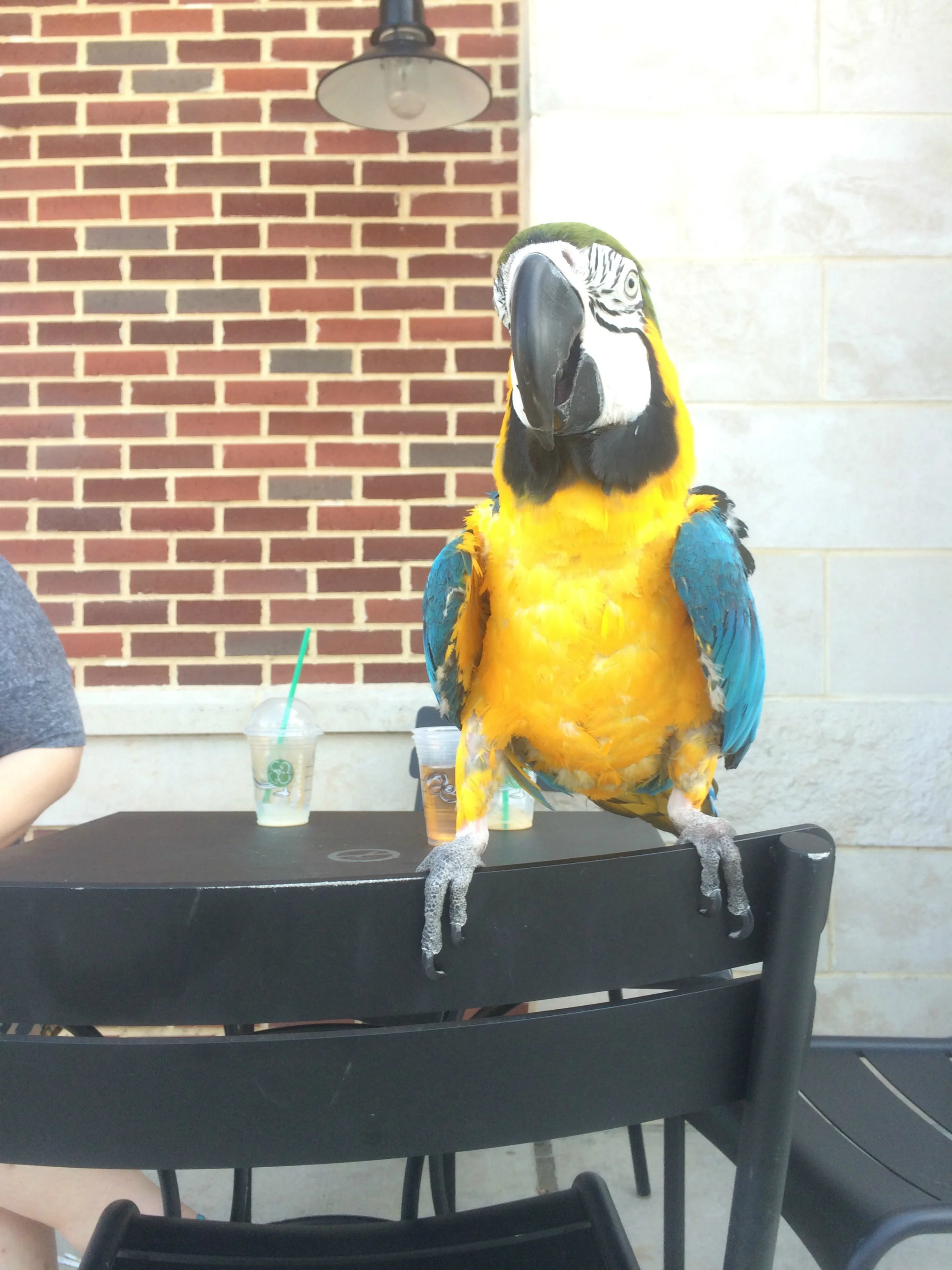Just a Blue and Gold hanging out at Starbucks; Nothing to see here.