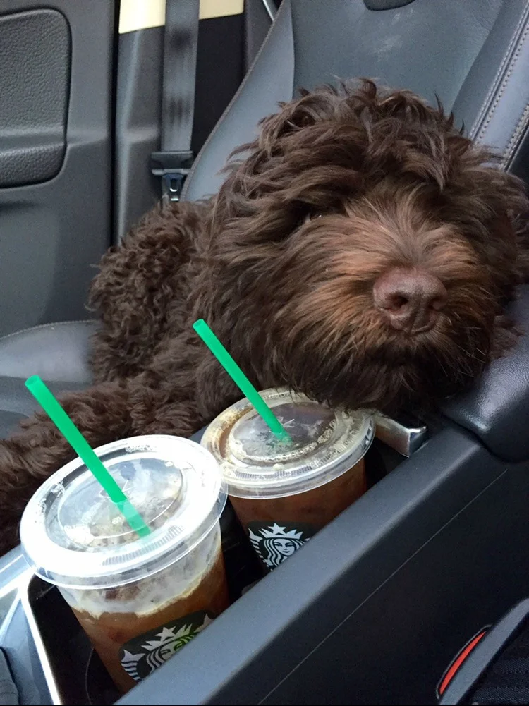 Lucky Stands Guard Over 2 Starbucks Drinks!