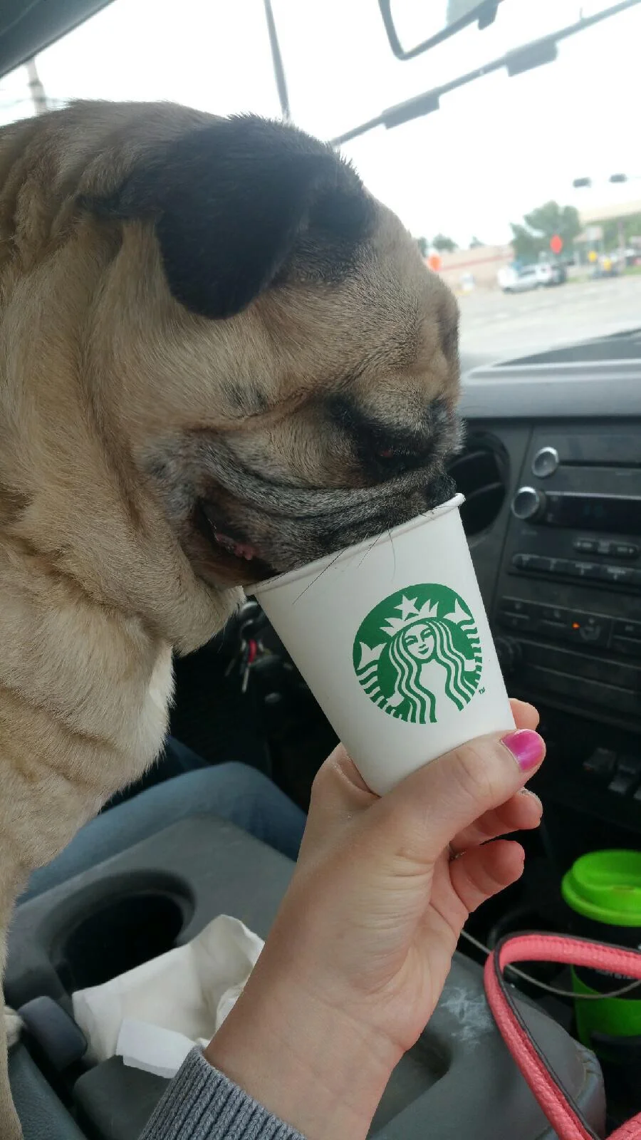 Frankie Enjoys a Starbucks Pup Cup!