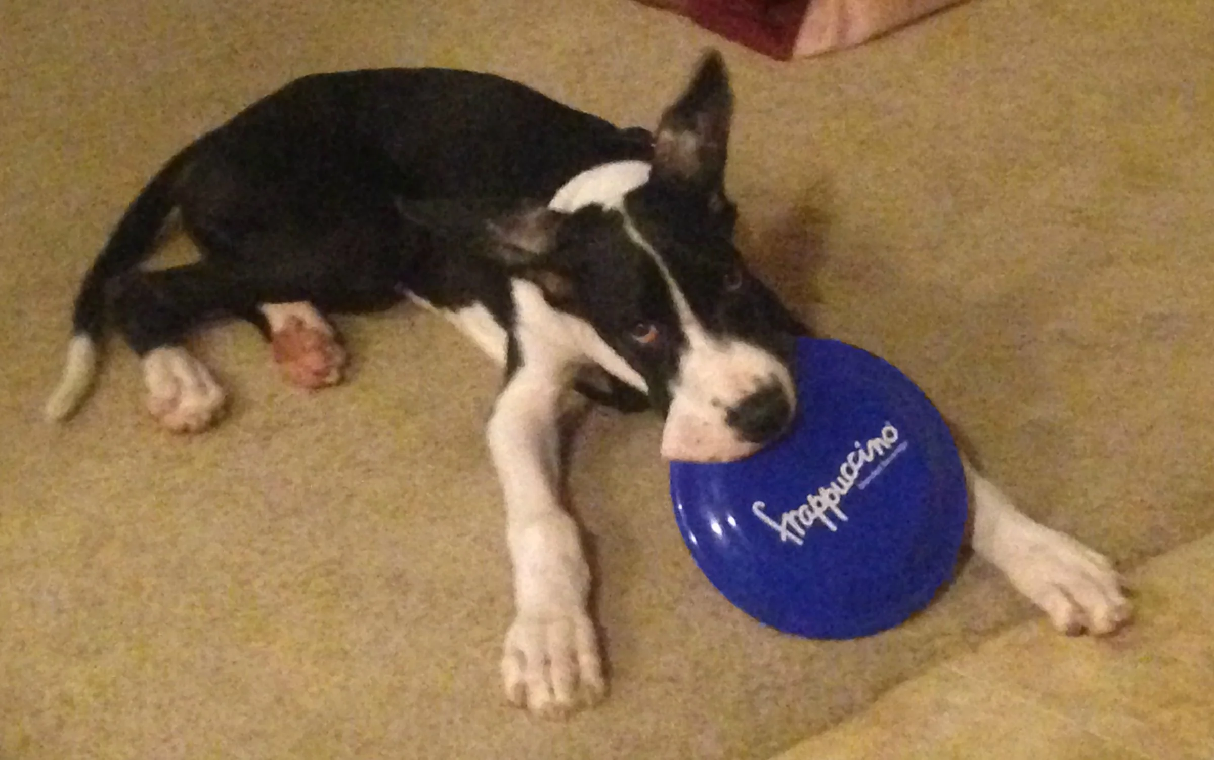 Favorite Doggy Toy: Paws Down, it's the Frappuccino Frisbee