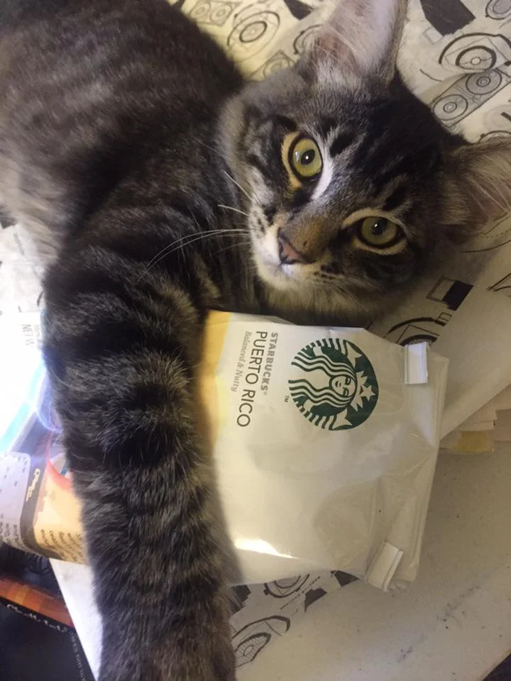 Cosmo Always Has His Paws on Great Coffee