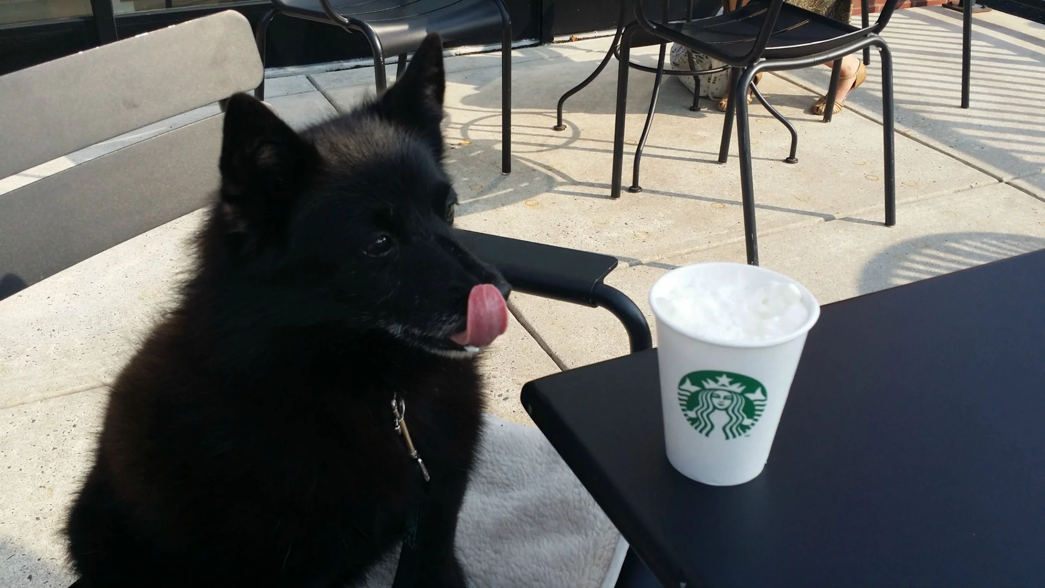 Loving My First Puppaccino!