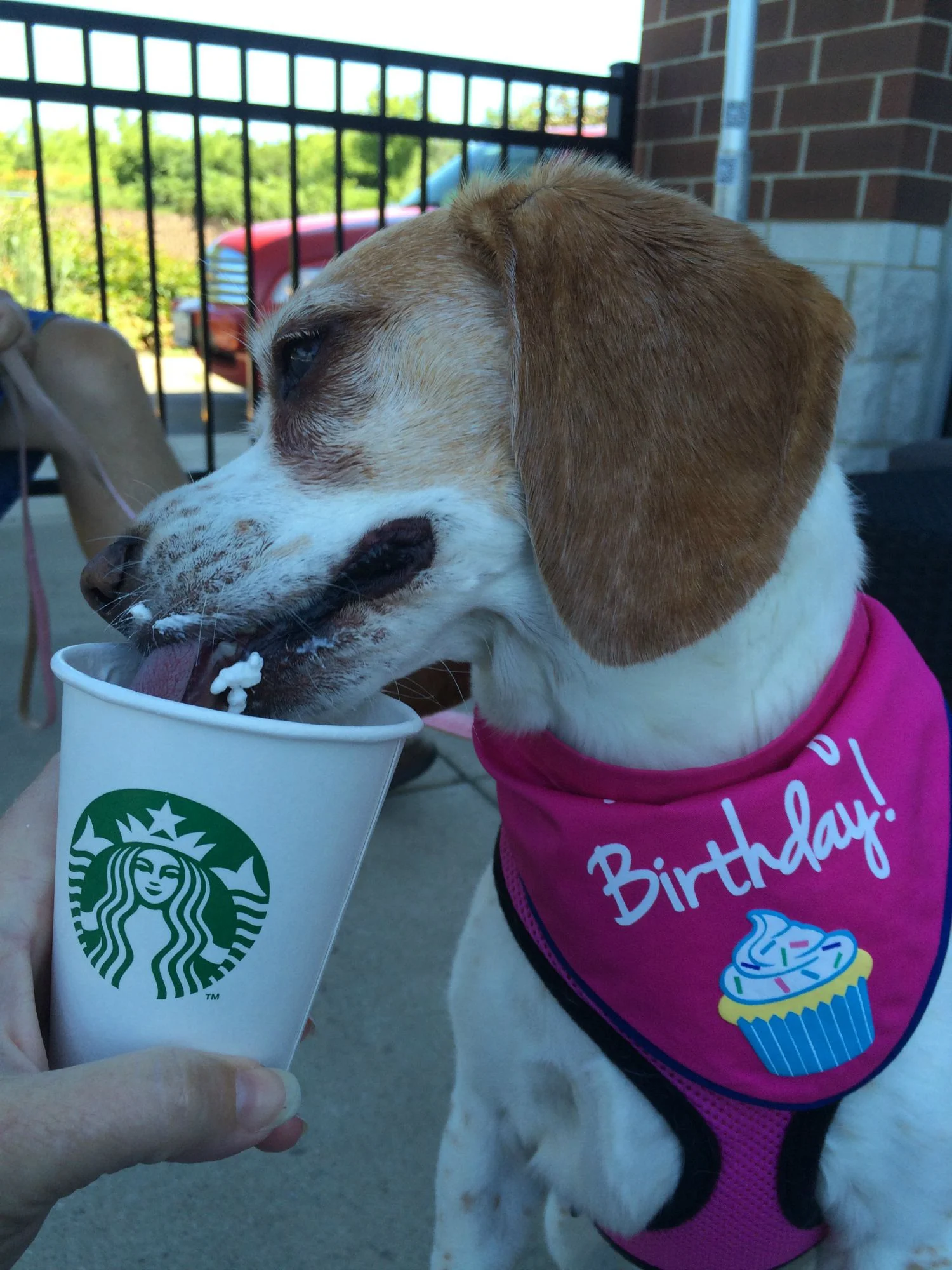 Happy Birthday Abbey! She orders her birthday Puppaccino!