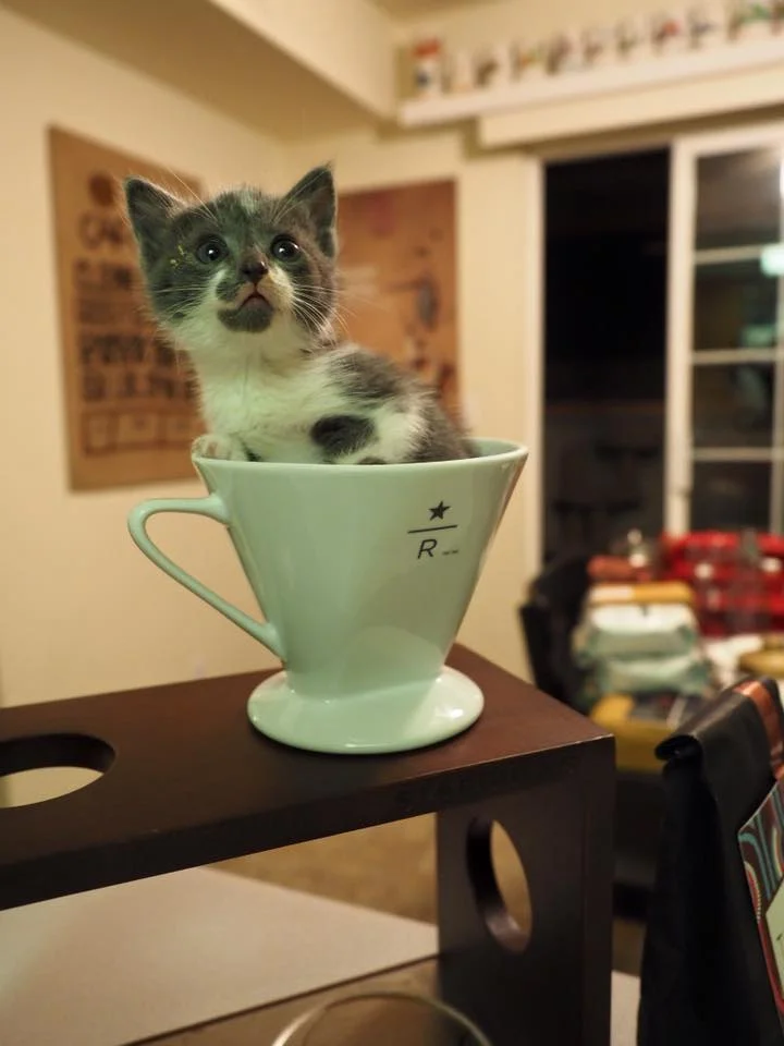 "Mommy, please make me a bold cup of coffee!"