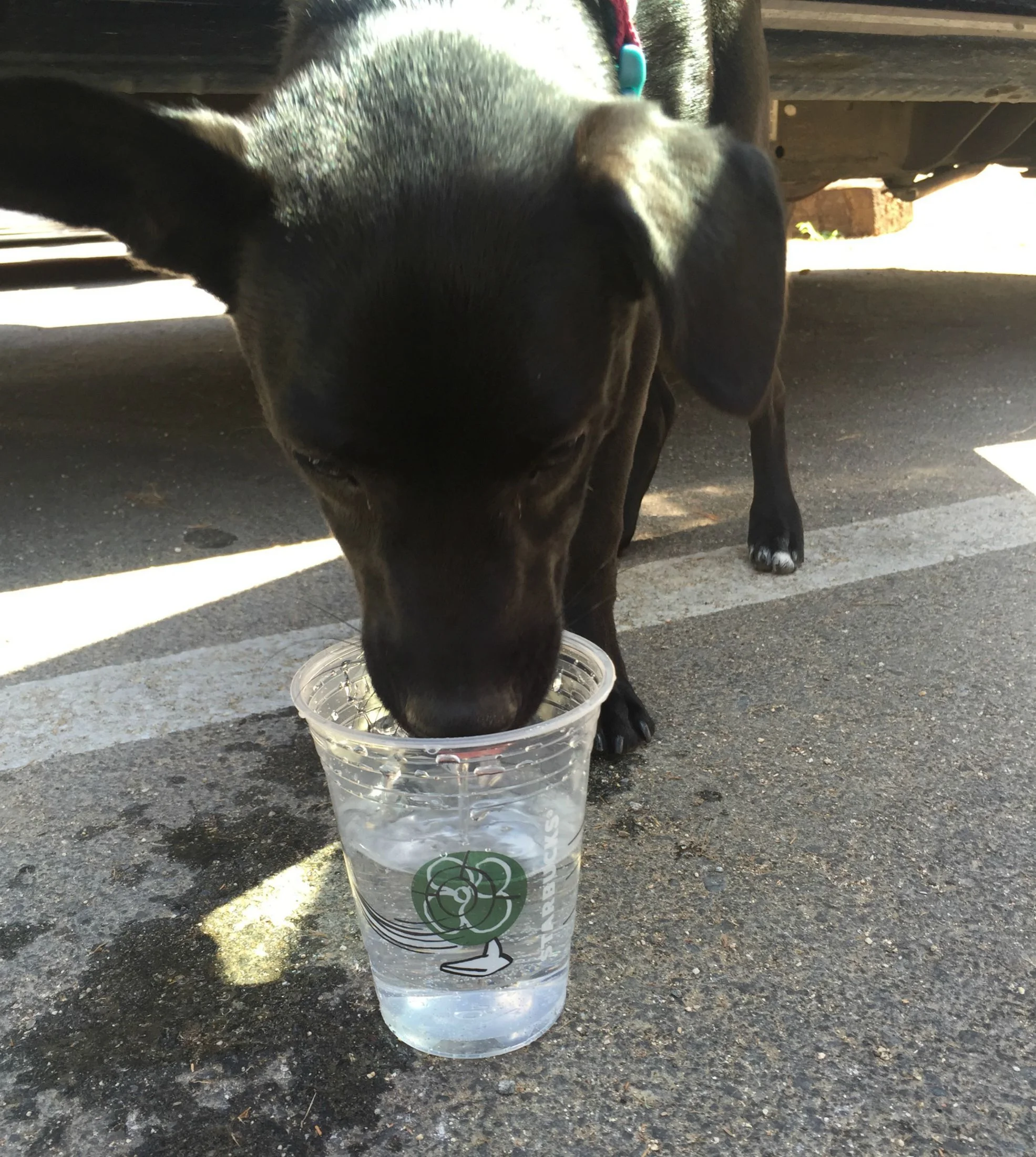 Abbie loves Starbucks water!