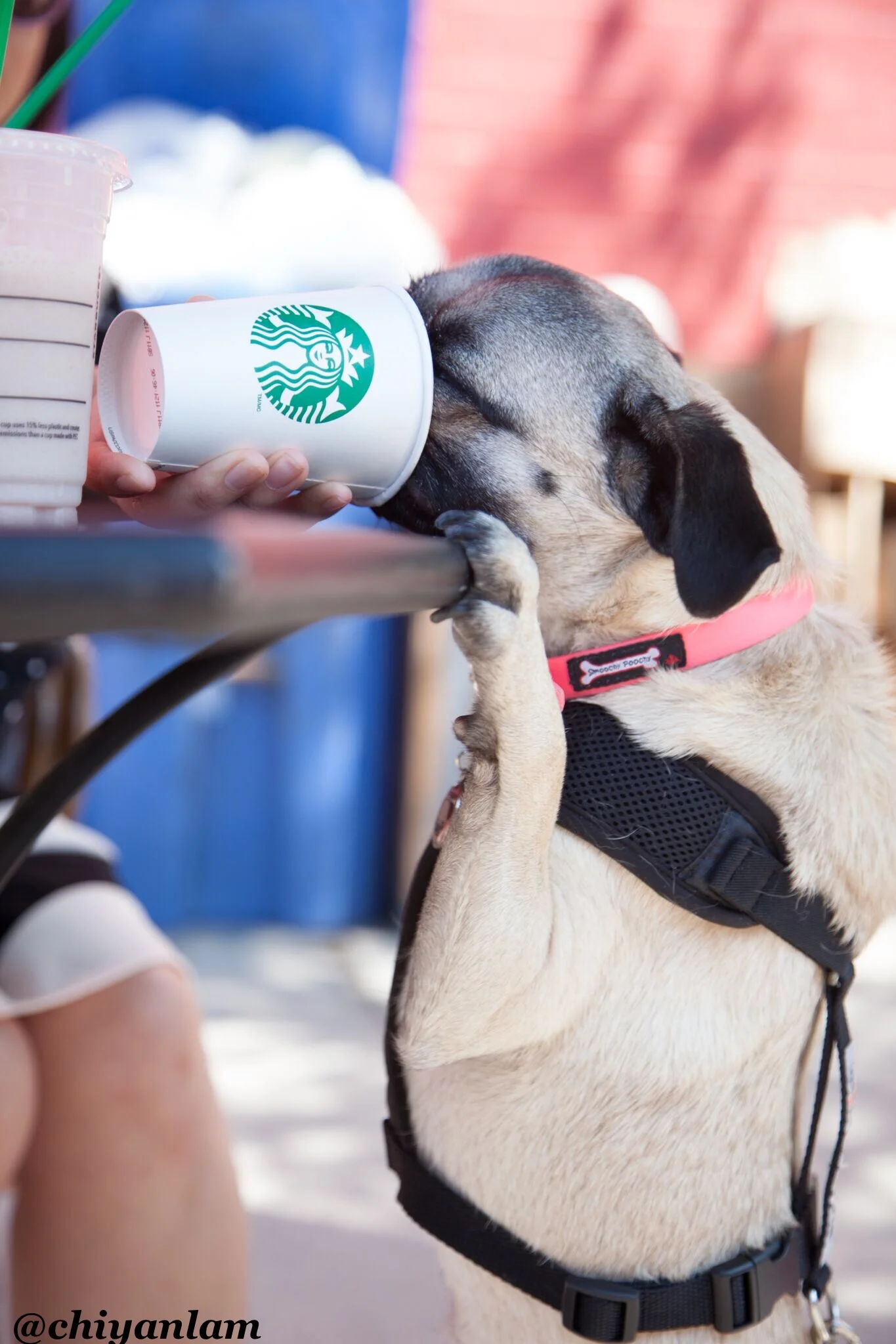 Pure Bliss in the Form of a Puppaccino!