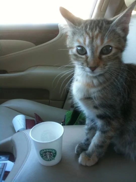 Just getting a little water at the drive thru!
