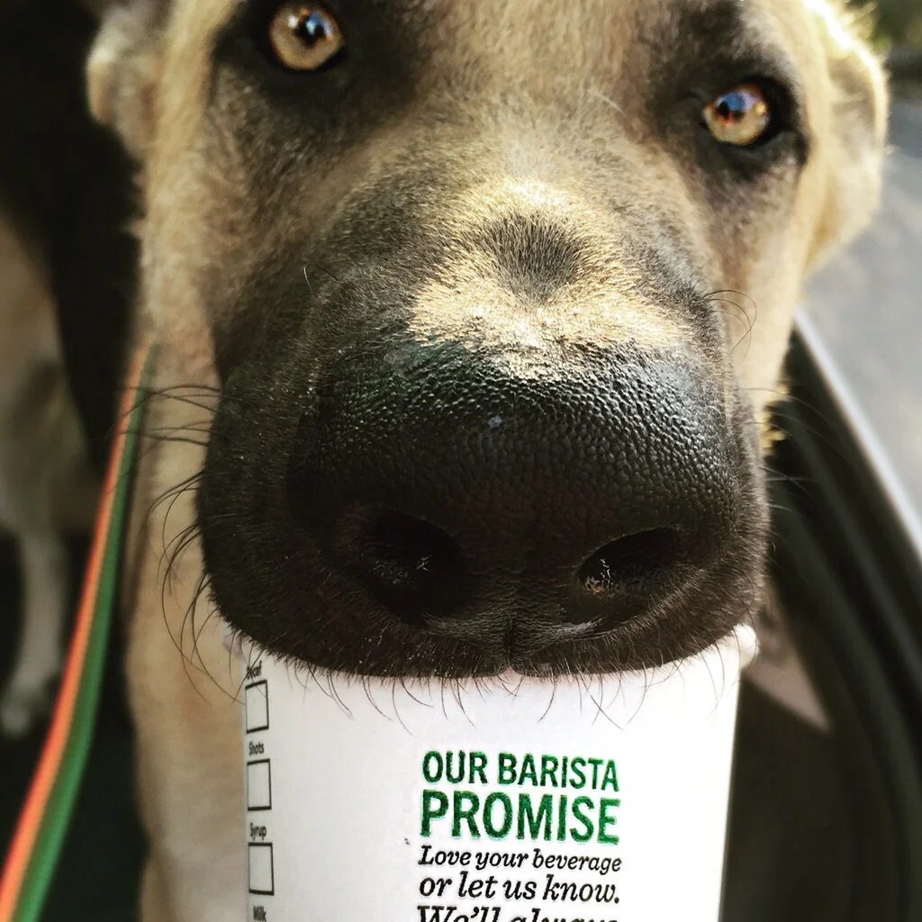 Duke Loves the Barista Promise!