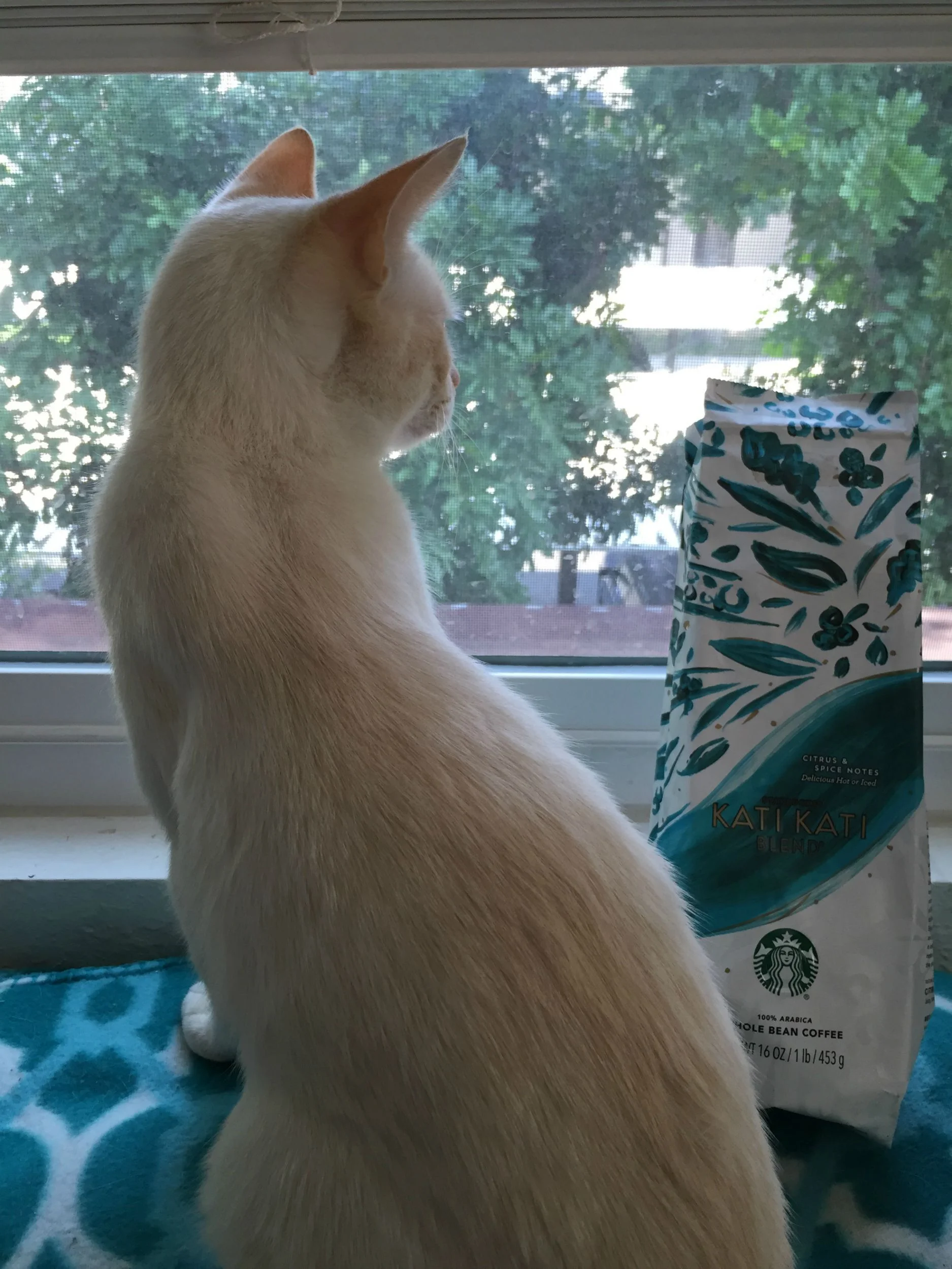 Blaze wonders what will ever replace Kati Kati coffee?