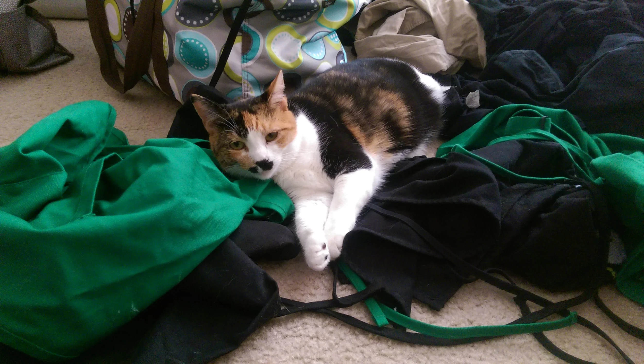 Dirty Aprons Make a Great Cat Bed!