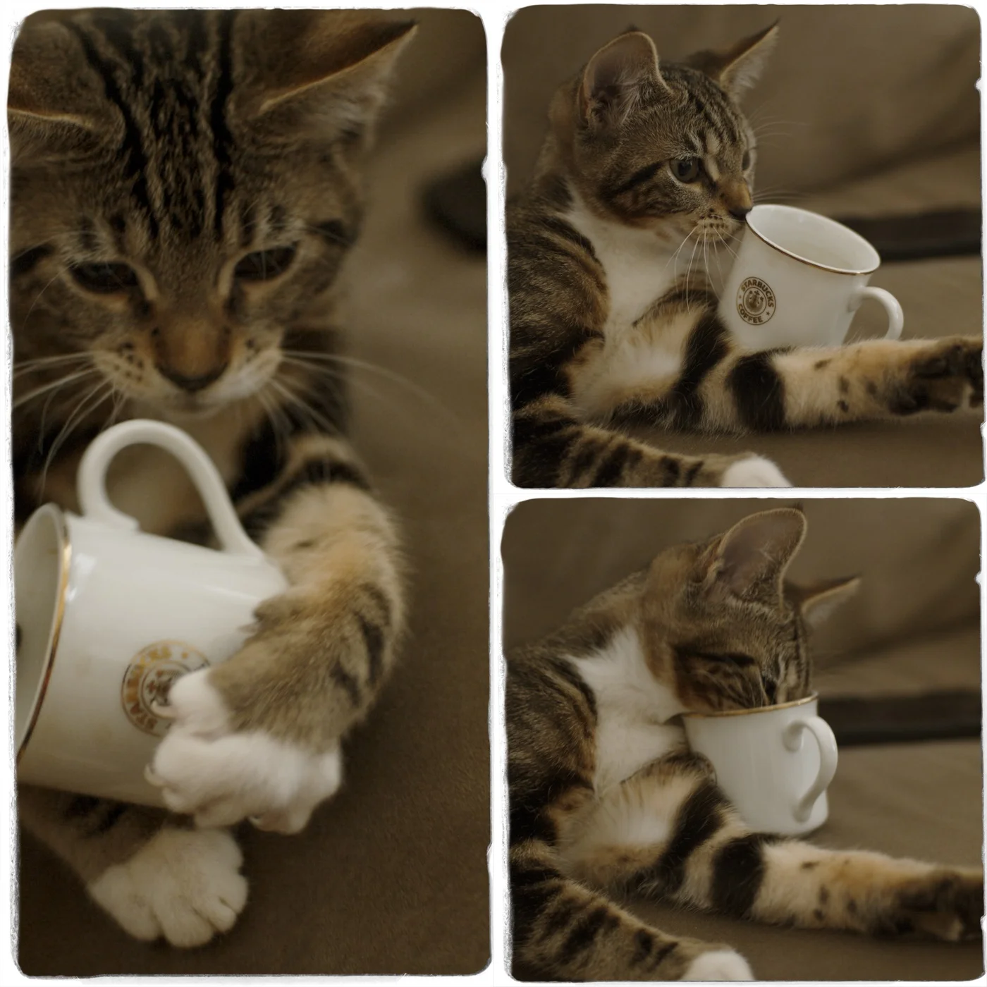 Roscoe has a favorite Starbucks mug!