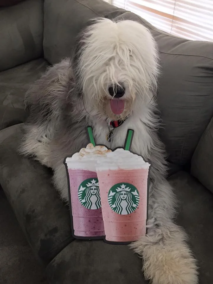After a long walk in the Arizona heat, even Bentley is ready for a Starbucks treat!