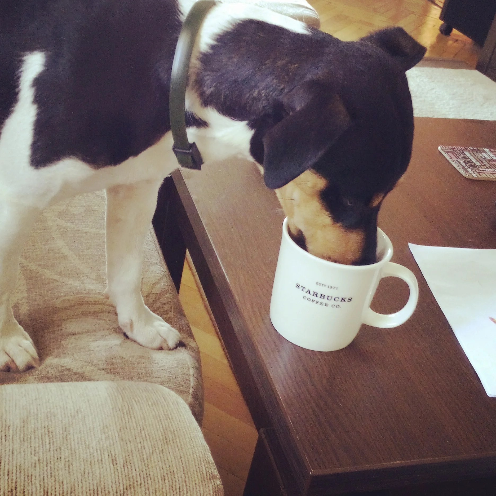 Bucks Loves My Vanilla Rooibos Tea