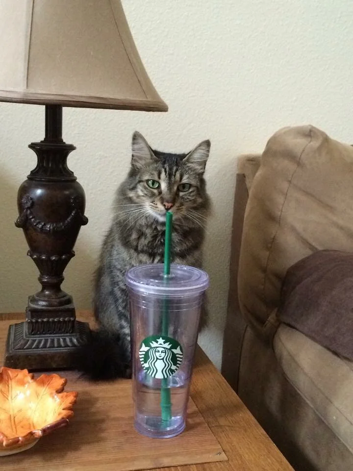 Mia enjoying a refreshing Starbucks after a long nap...