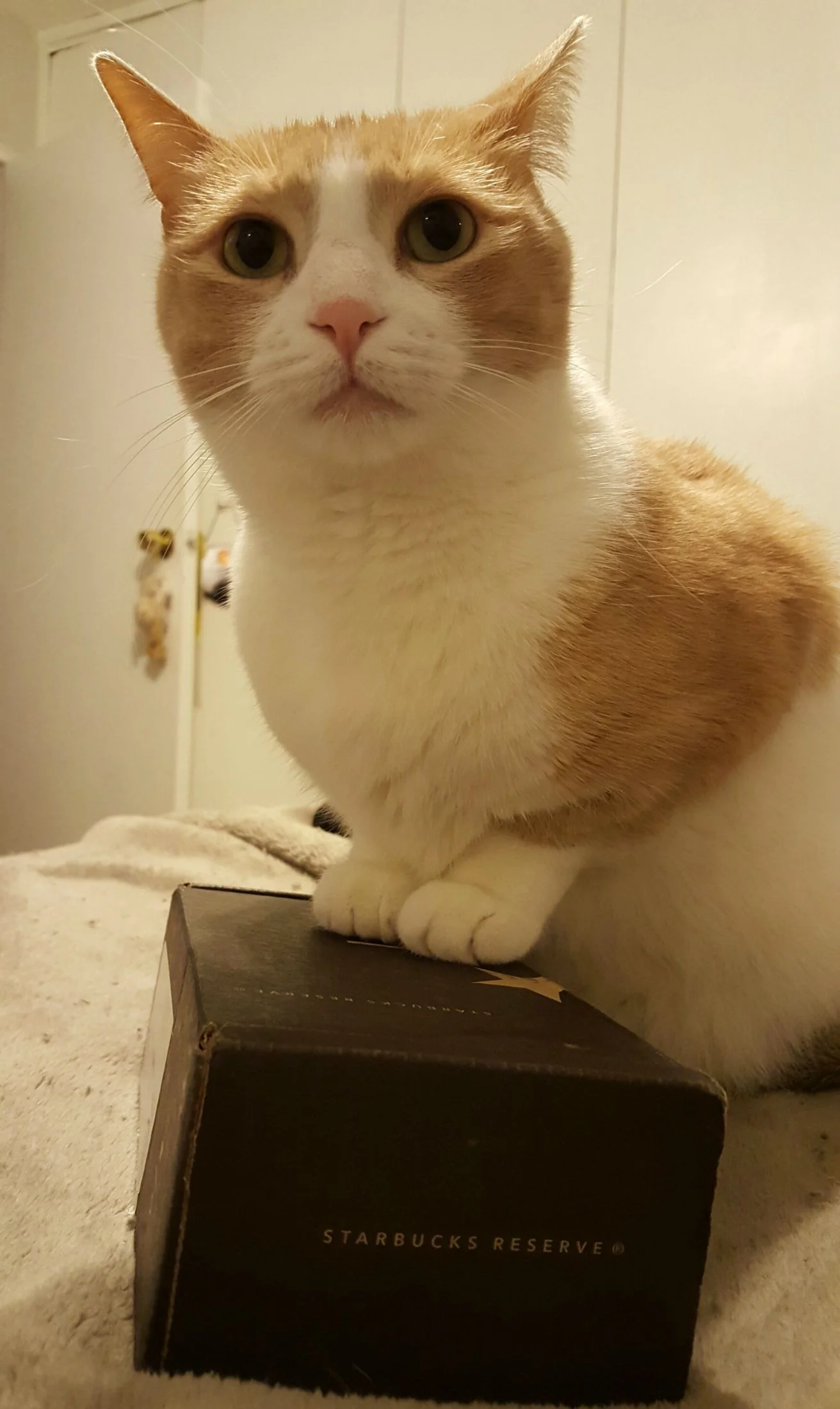 Biscuit is not sharing his Roastery subscription coffee!