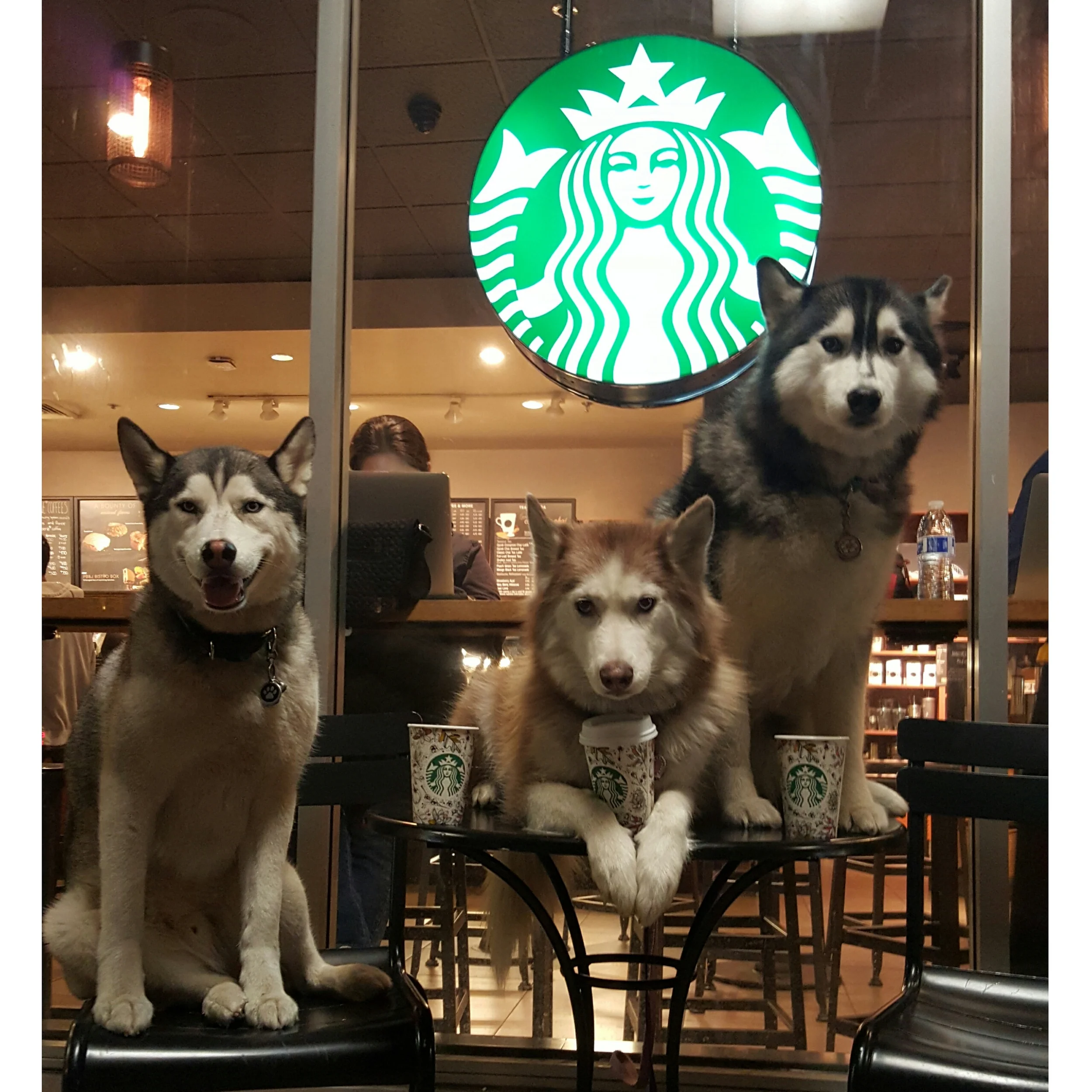 The husky trio love Starbucks and the fall cups.