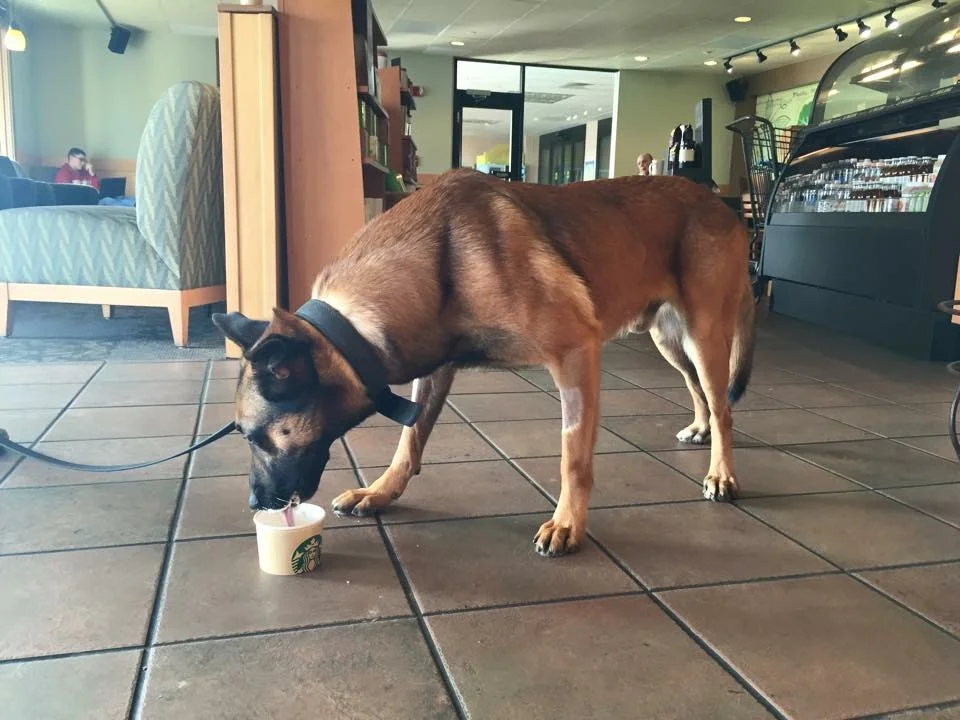A military police dog stopped to enjoy a "puppaccino" one afternoon at Travis AFB Starbucks.