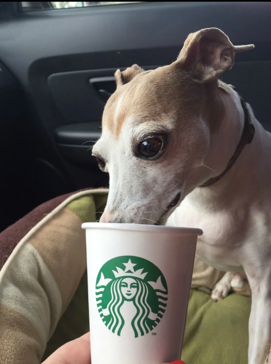 Star loves Starbucks as much as his mommy!