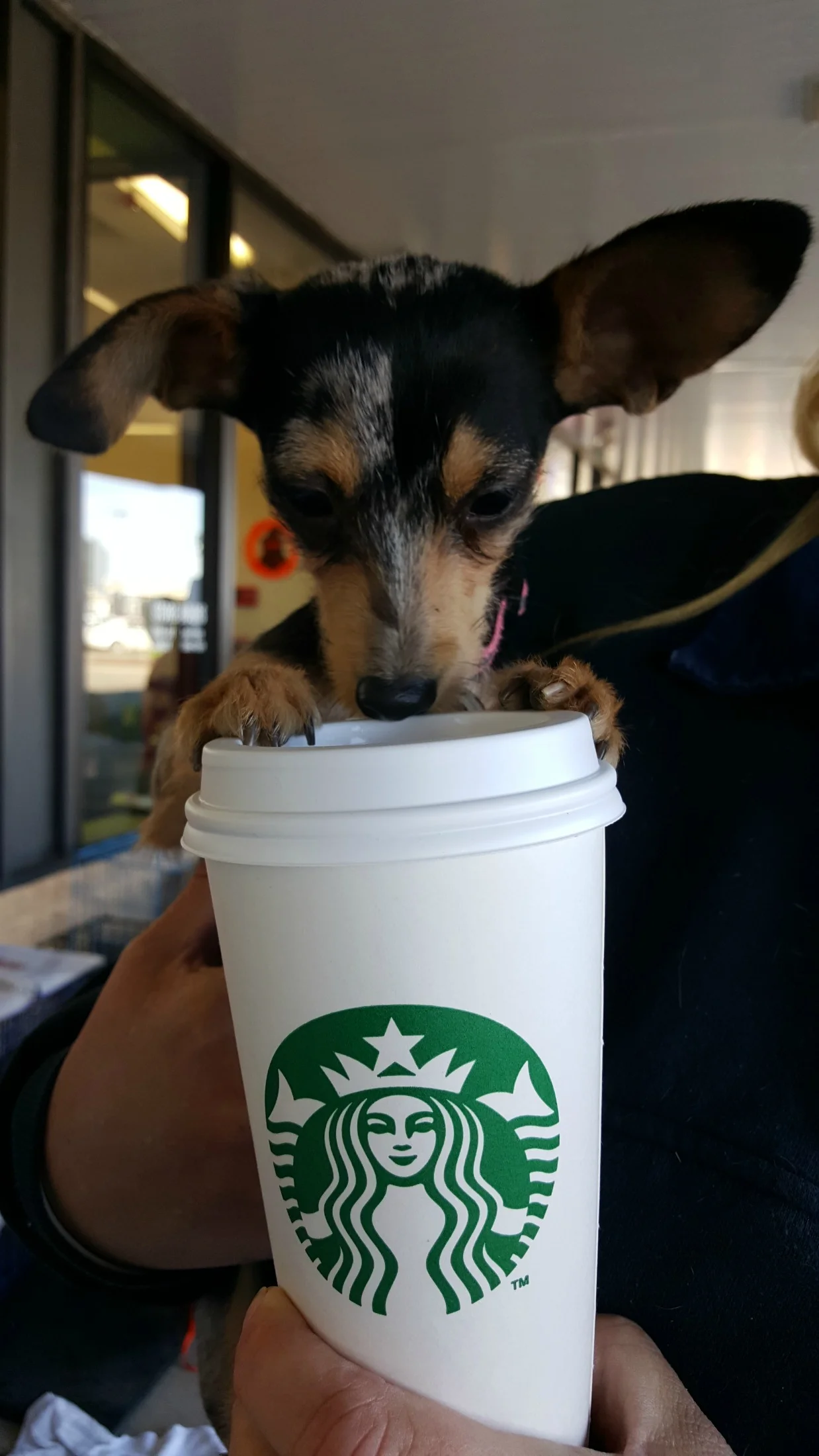 Find a lovable dog at Lucky Tales Rescue!