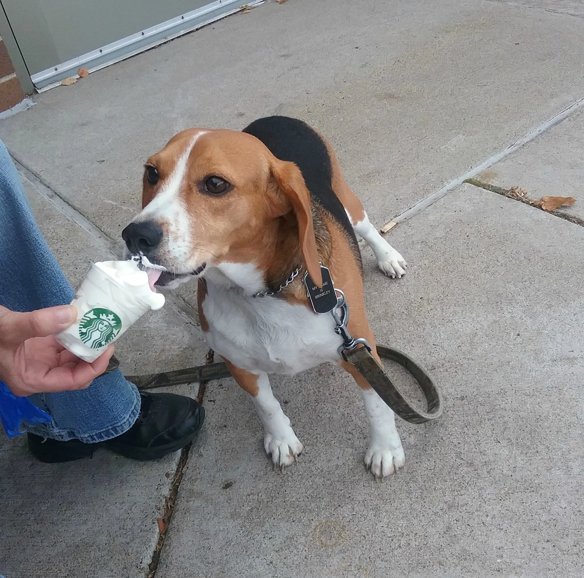 Brinkley enjoys a fall day at the # 1 Starbucks in Coon Rapids, Minnesota!