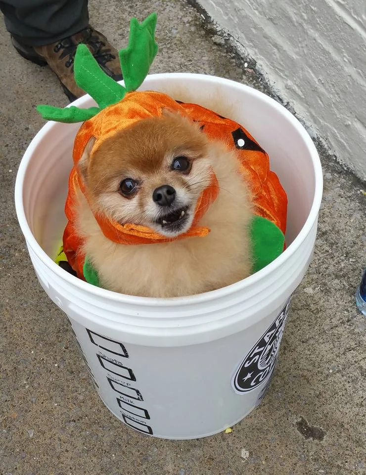 The Original Pumpkin Spice Latte!