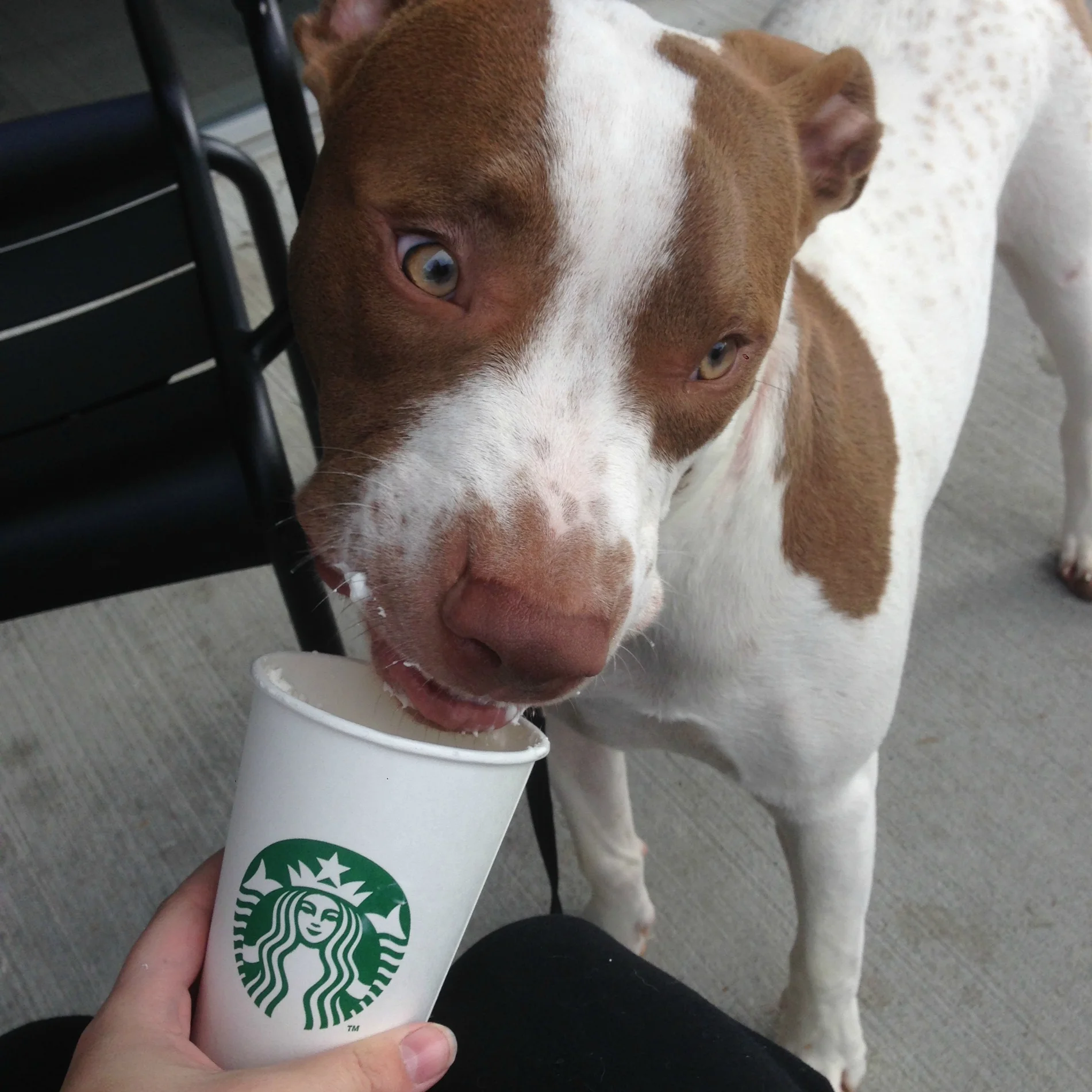 What's this white fluffy joy in a cup?