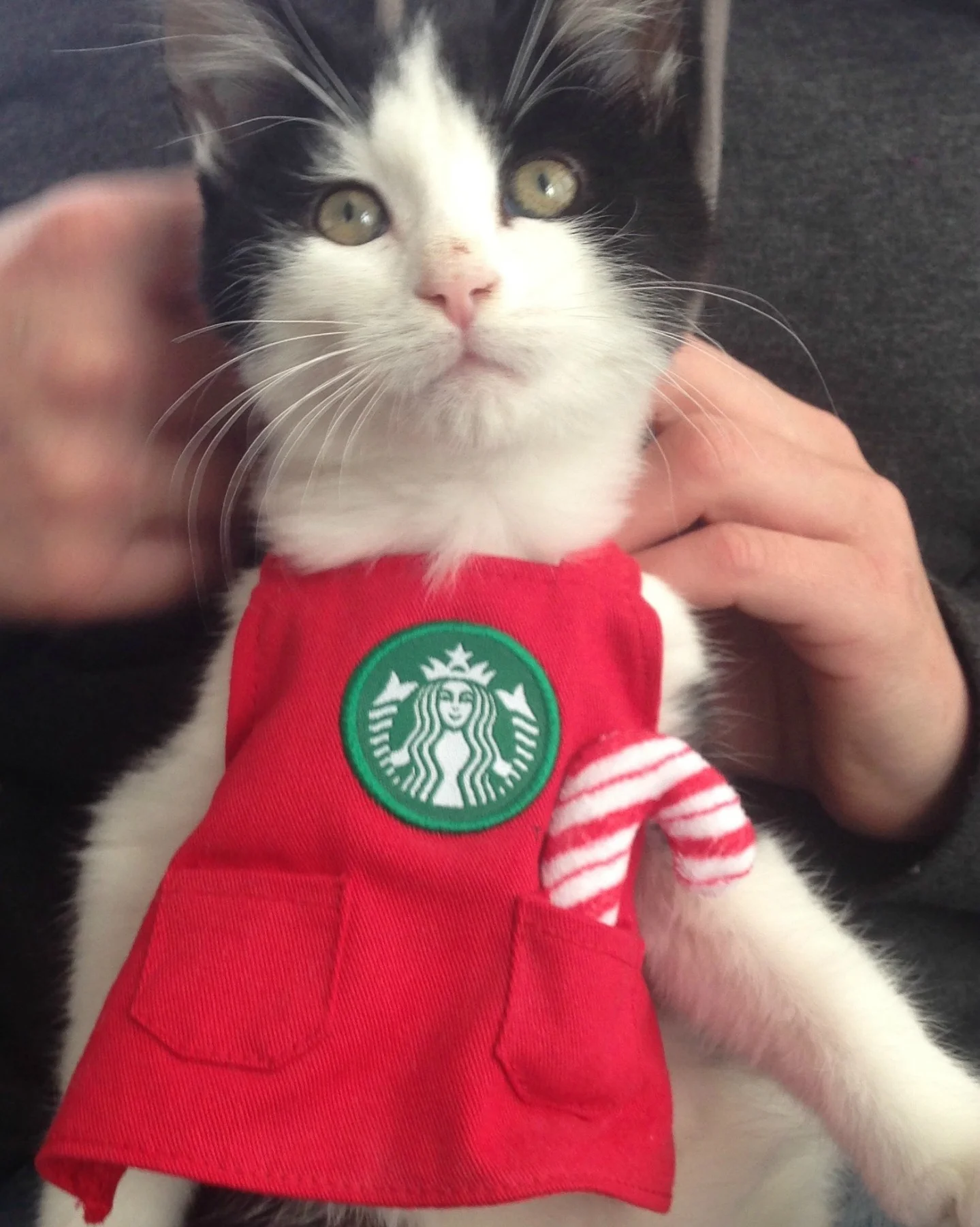 Hendrix getting ready for 2015 Xmas promo!