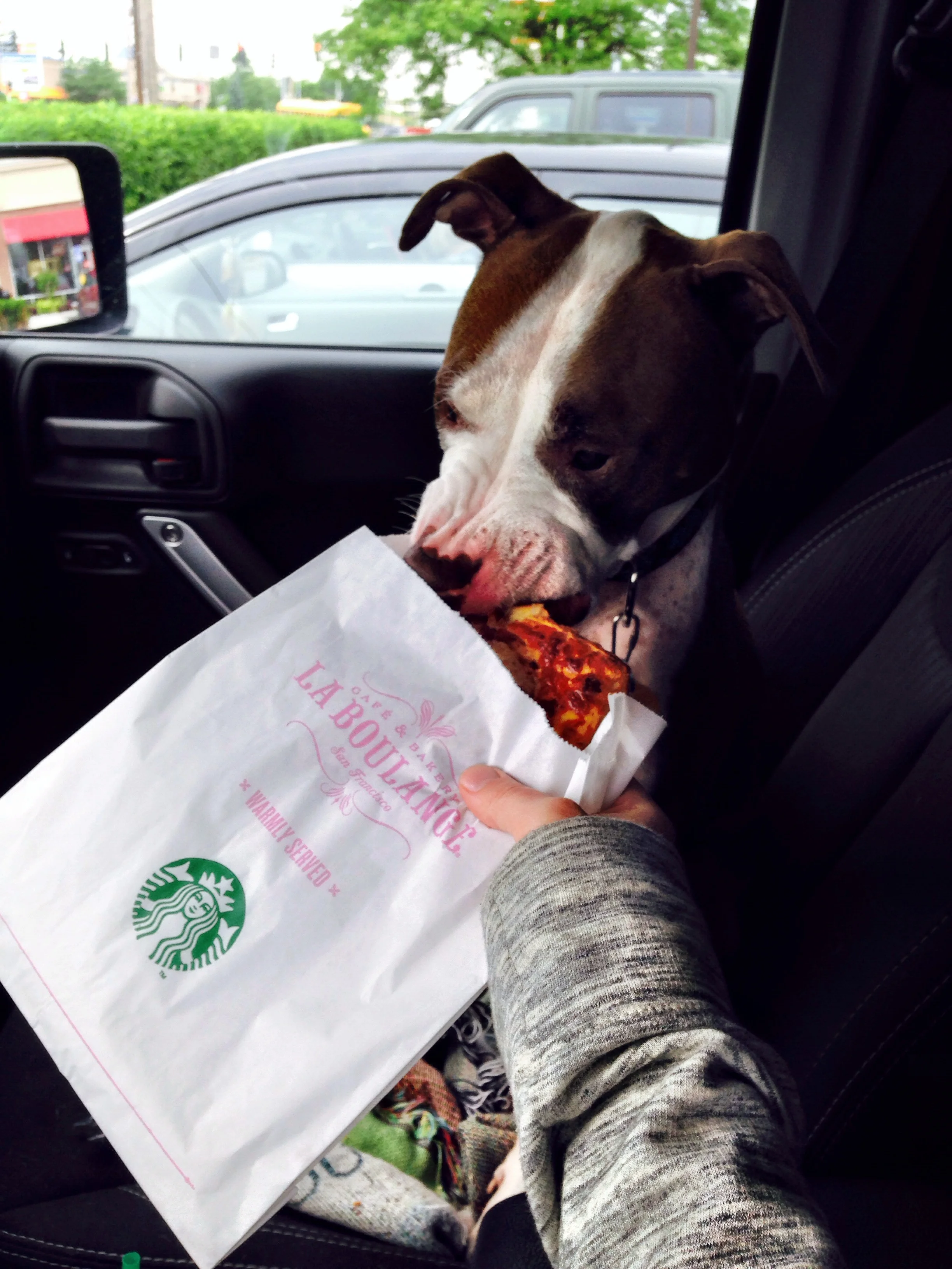Daphne insisted on a savoury square during our road trip!