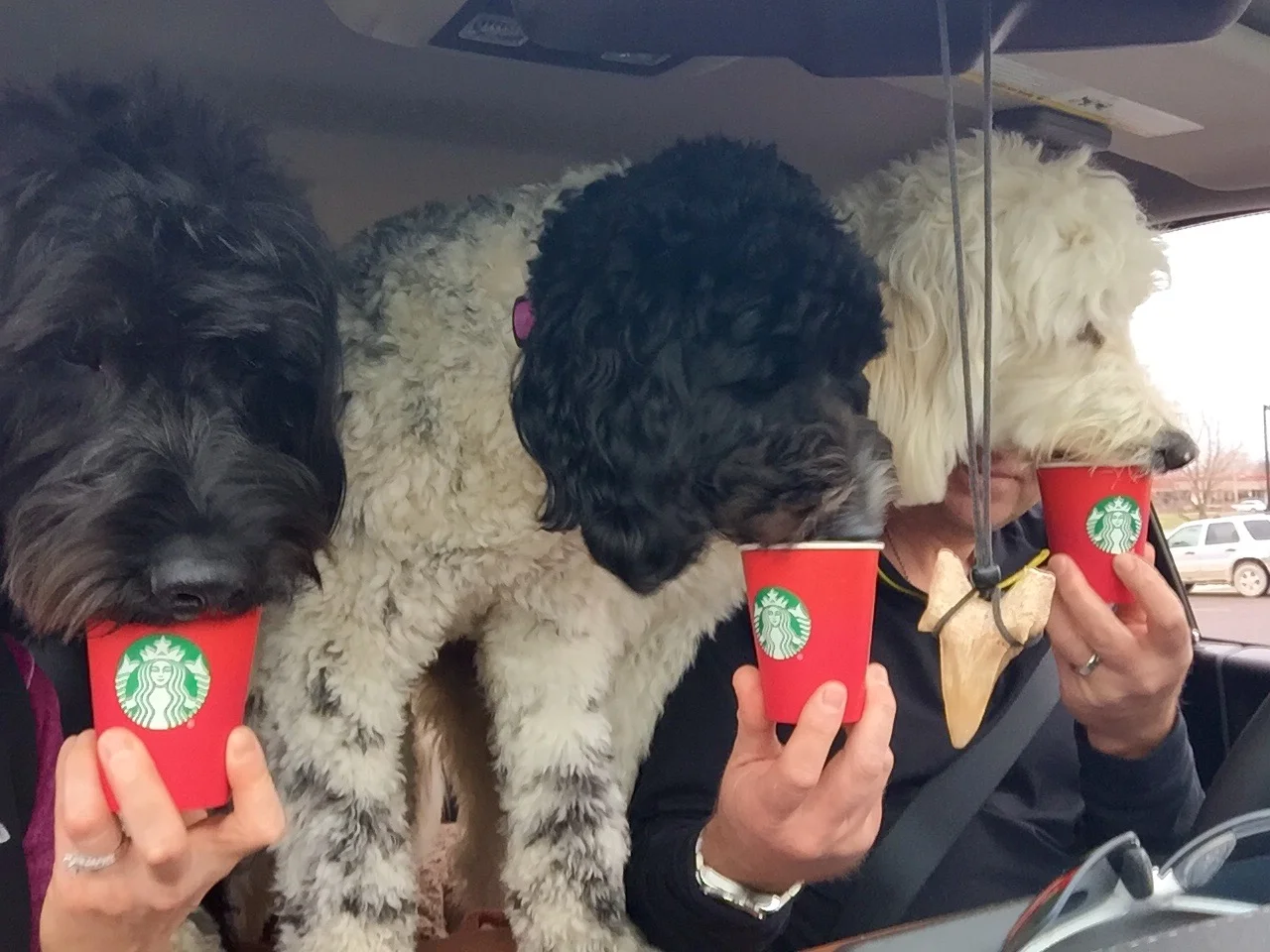 A Trio of Starbucks Treats for Dakota, Molly, and Daisy!