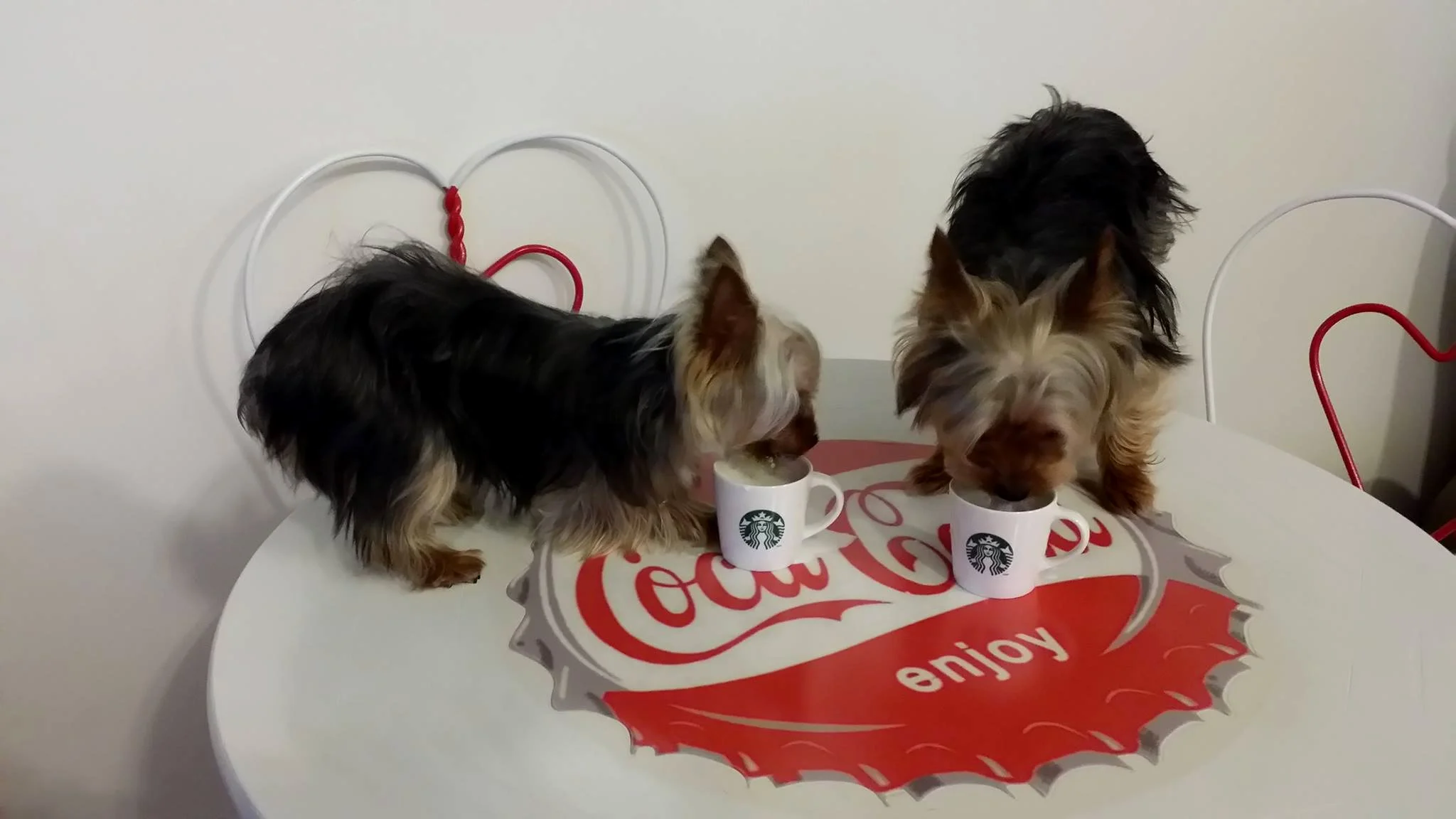 Puppies Love Starbucks Too.