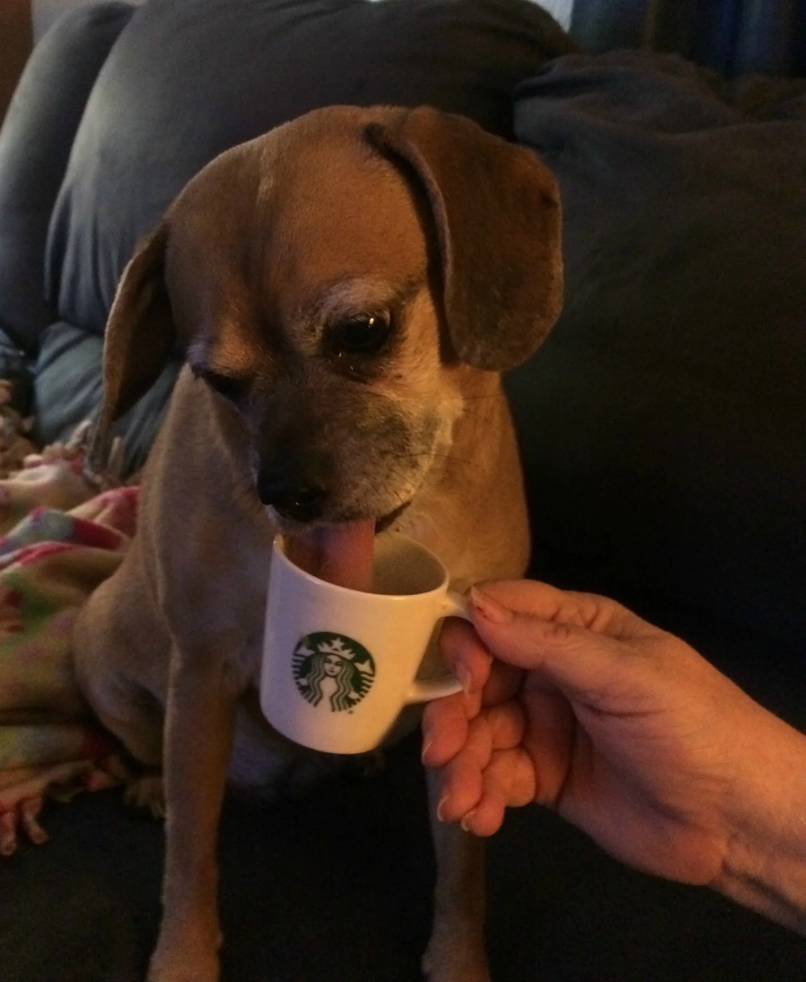 Abby loves decaf!