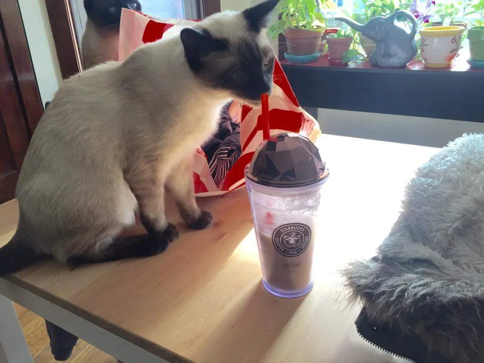 Zuko loves Starbucks!