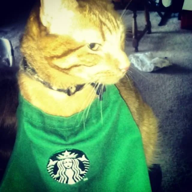 Opie looks like her owner feels at 4:00 AM!