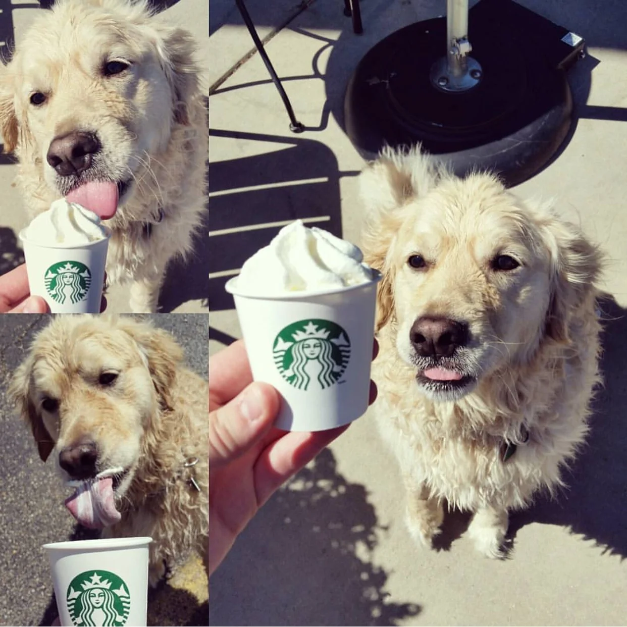 Bentley's guilty pleasure is an occasional puppuccino!