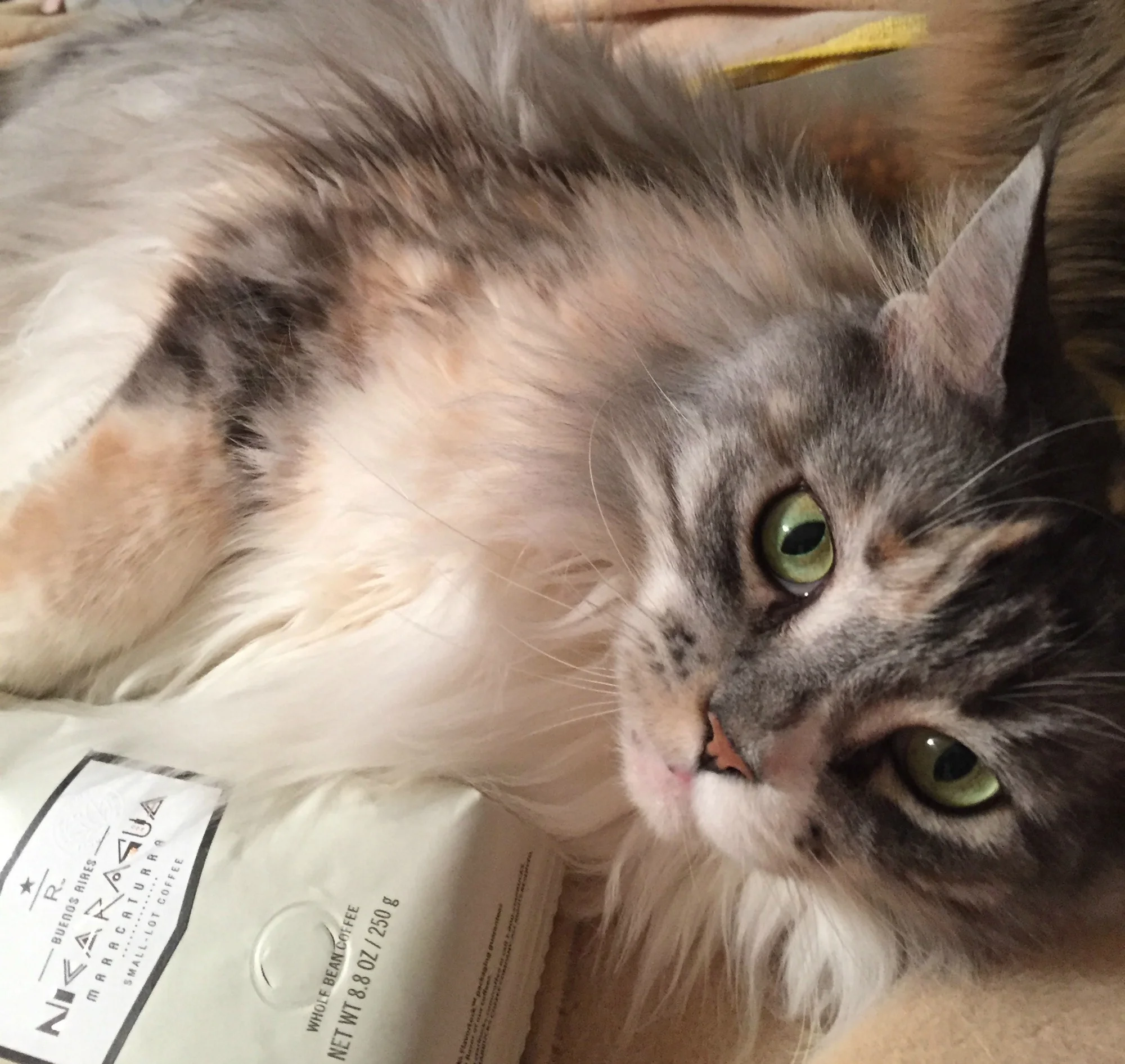 The only coffee Boudica is interested in is the Reserve subscription coffee.