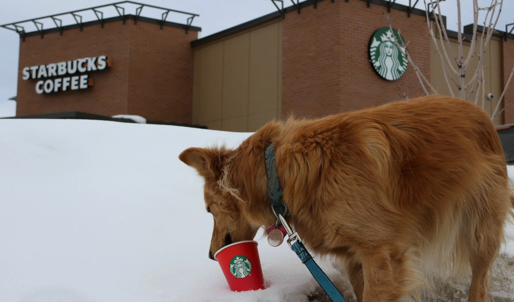 Lexi enjoys her puppuccino in a snowbank outside the Bozeman, Montana Starbucks