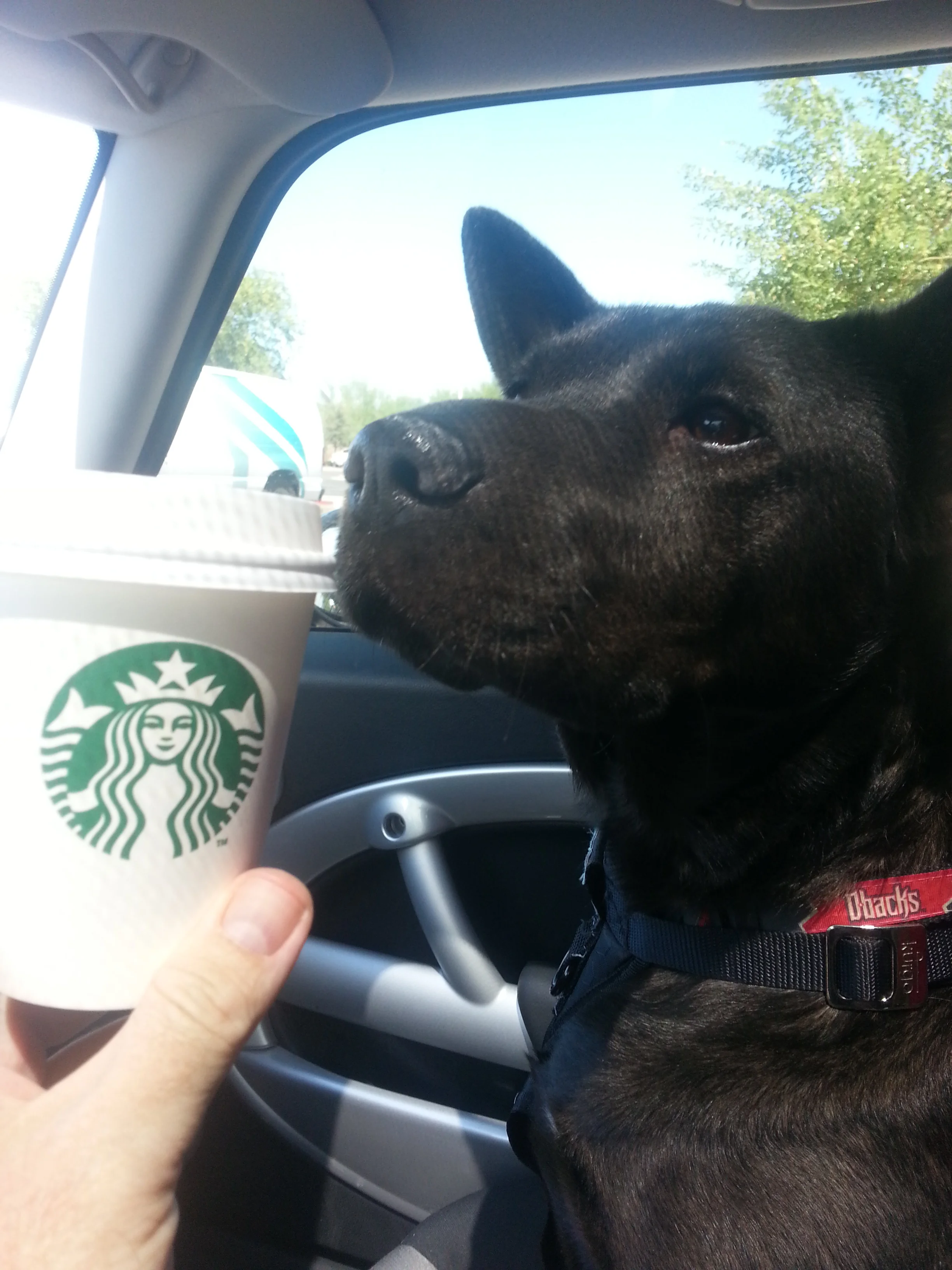 Augie loves her weekend Starbucks puppuccino!