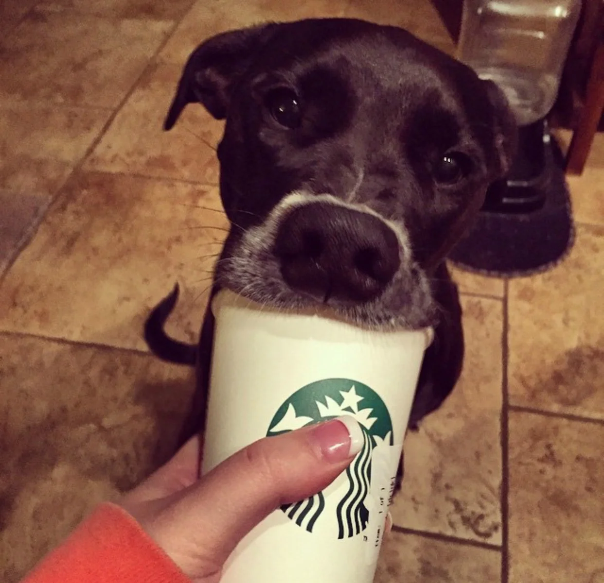 Annie Layne being her normally goofy self with her puppuccino!