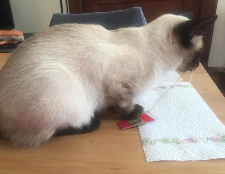 Zuko's new favorite toy is a Starbucks card!