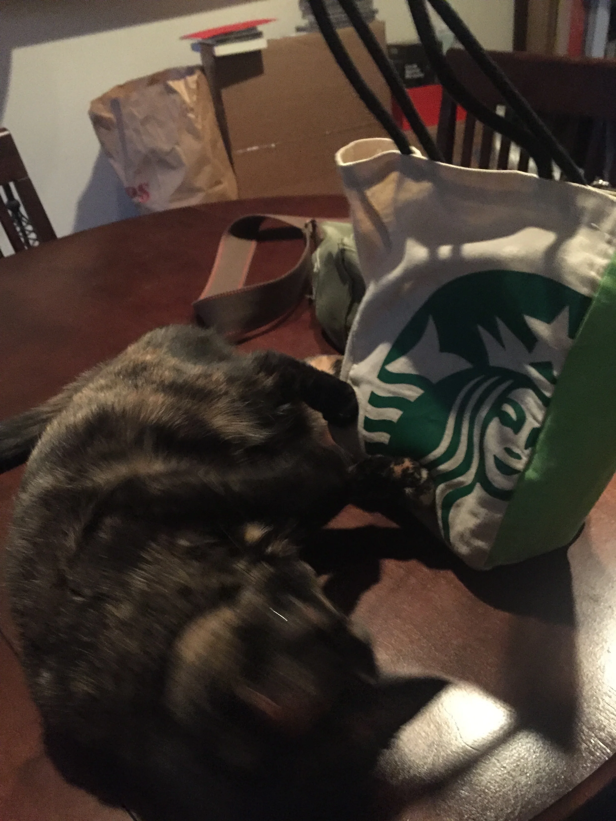 Gizmo loves "her" Starbucks mini tote bag!
