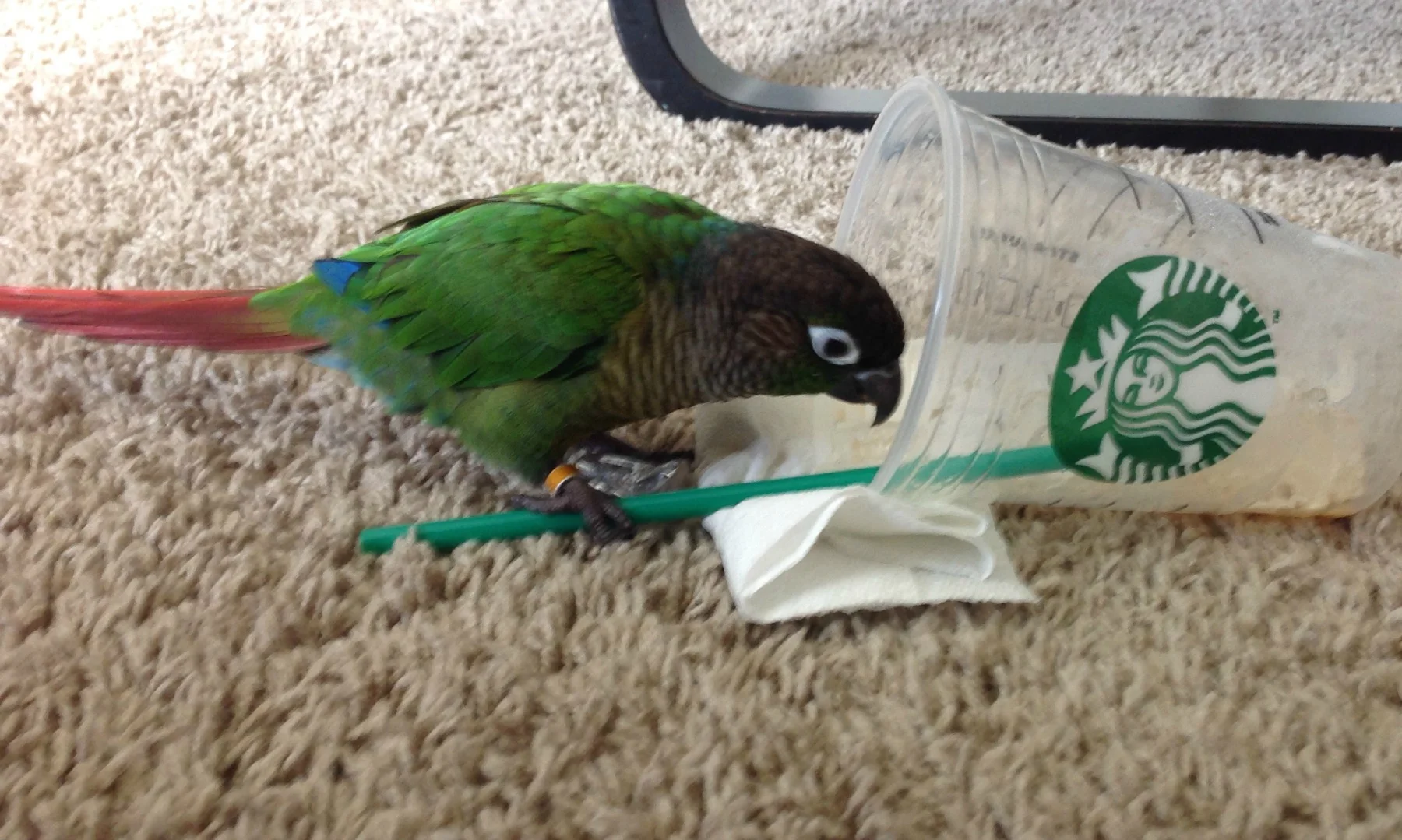 Maks has the same Starbucks addictions as his mama!