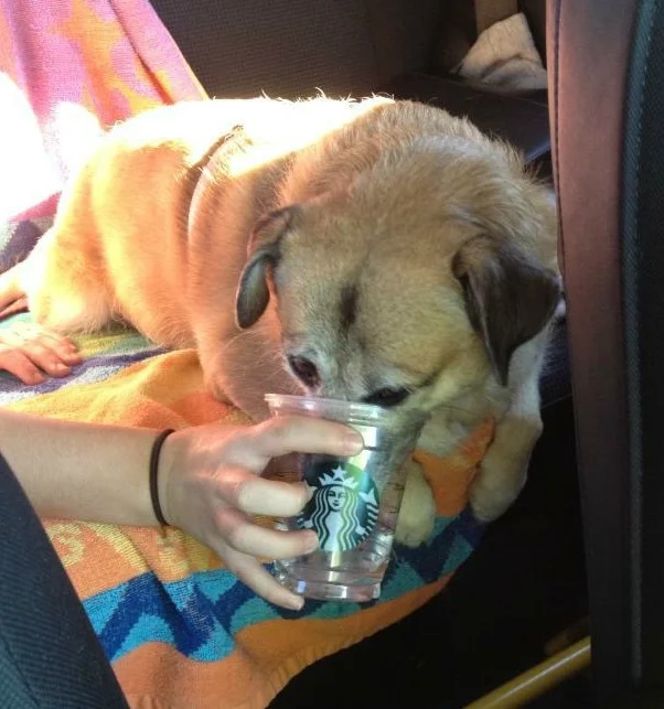 Chilli is very fond of the Starbucks drive thru... She loves her own cup of water in the sweltering Arizona heat!