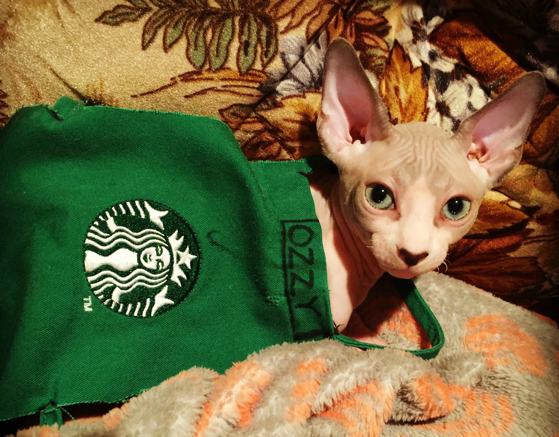 Ozzy is the the purrfect purrtner!