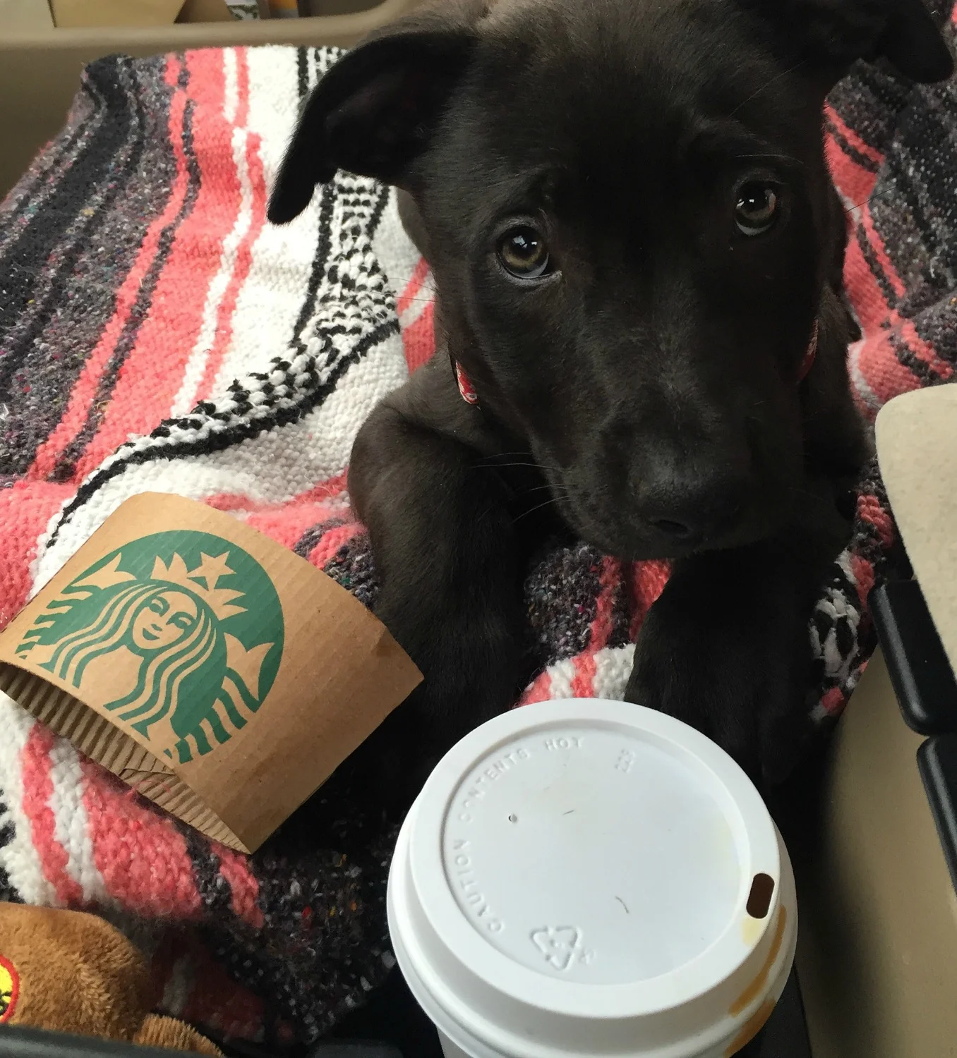 Sadie Belle's first Starbucks run! She's already a fan!
