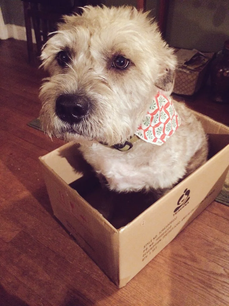 Tramp is trapped in a Teavana box!