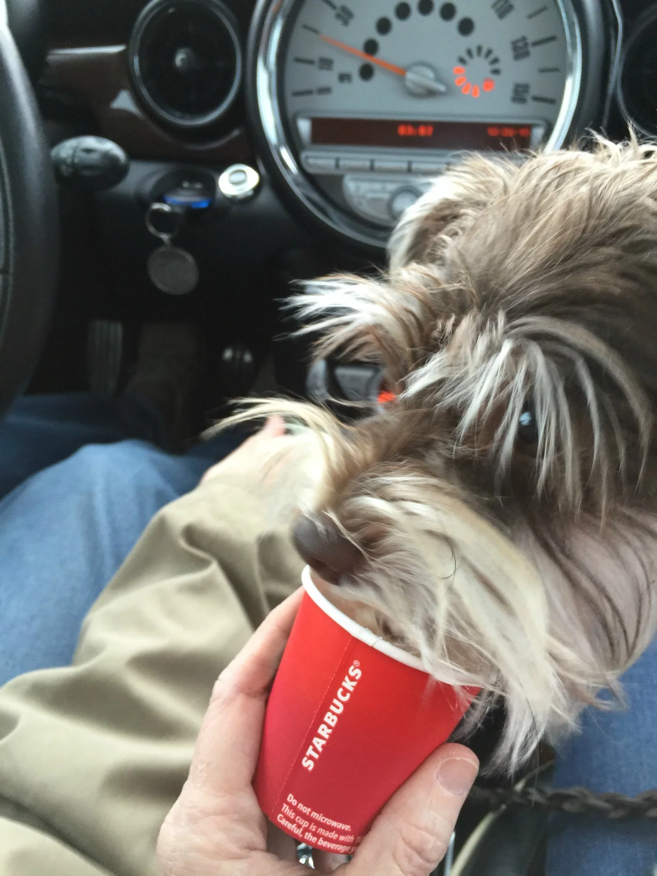 Starbucks' newest fan loves the Puppuccino provided by our local barista!