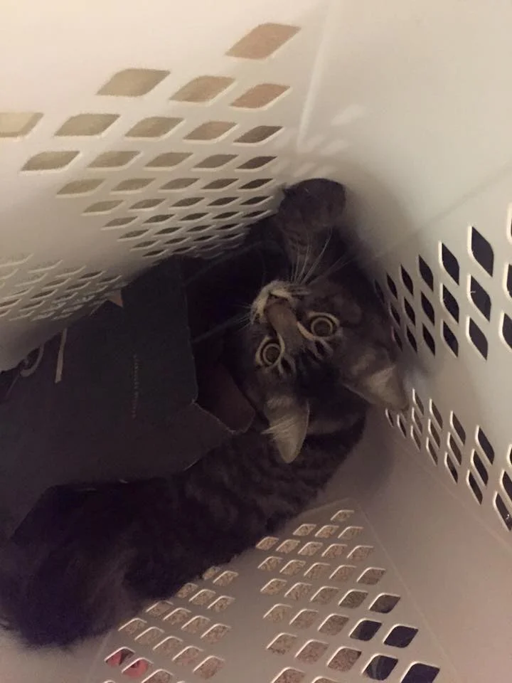 Cosmo Loves His Roastery Bag!